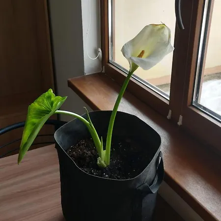 будинок біля лісу Skhidnytsia