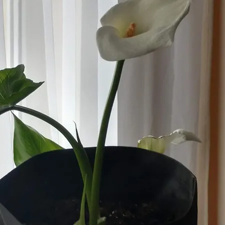Apartamento будинок біля лісу
